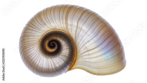 Foto Translucent spiral nautilus shell with iridescent highlights, isolated on transp