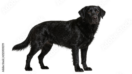 Obraz na plátně Wet black Labrador Retriever dog standing, isolated on transparent background