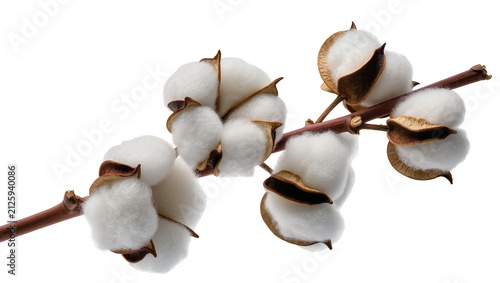 Fotografie Fluffy white cotton bolls on a brown branch, isolated on transparent background