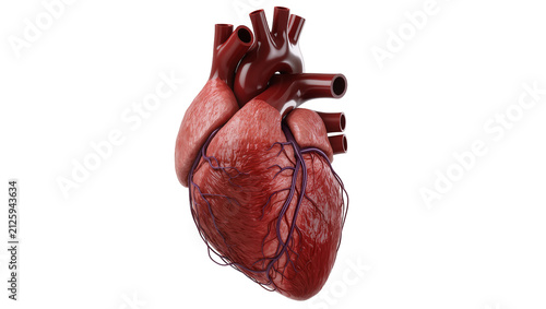 Realistic human heart anatomy with visible arteries and veins, isolated on transparent background