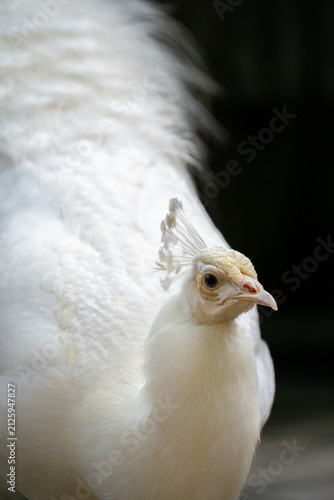 close up of a white peacock