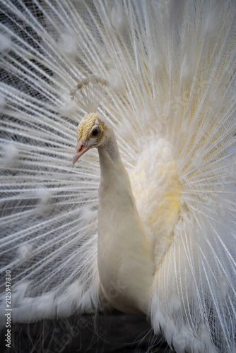white peacock with feathers