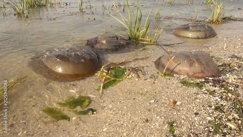 Dead horseshoe crabs float at the water's edge of a brackish water bay.