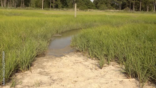 Sandy slough in a brackish water wetland area.