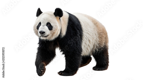 Photography Giant panda bear walking on front isolated on transparent background