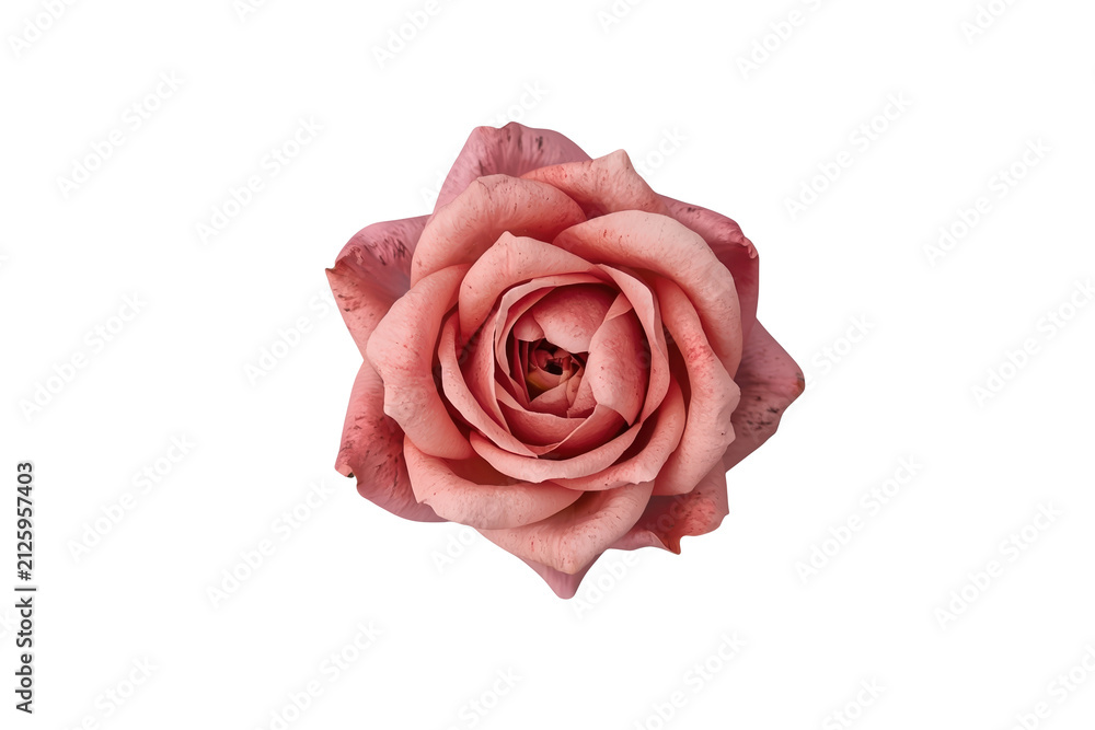Fototapeta premium Single dusty pink rose bloom viewed from above