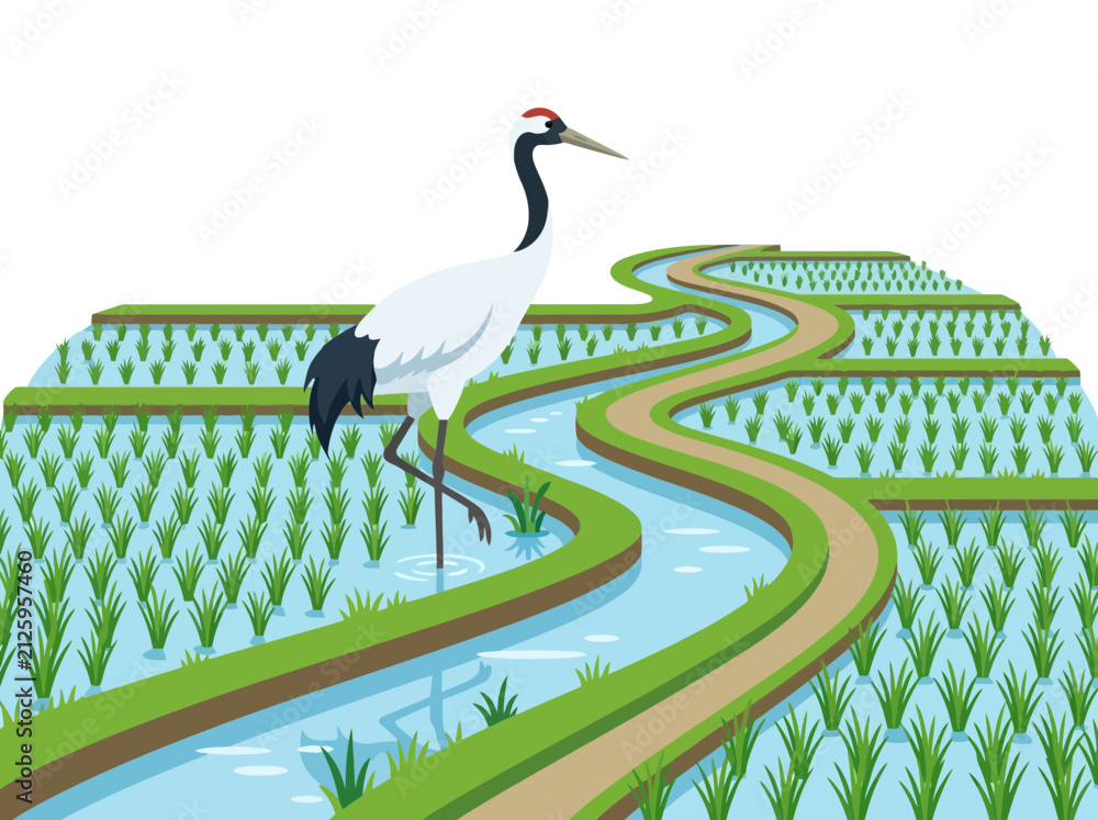 Obraz premium A majestic red crowned crane standing gracefully in a lush green rice paddy field.