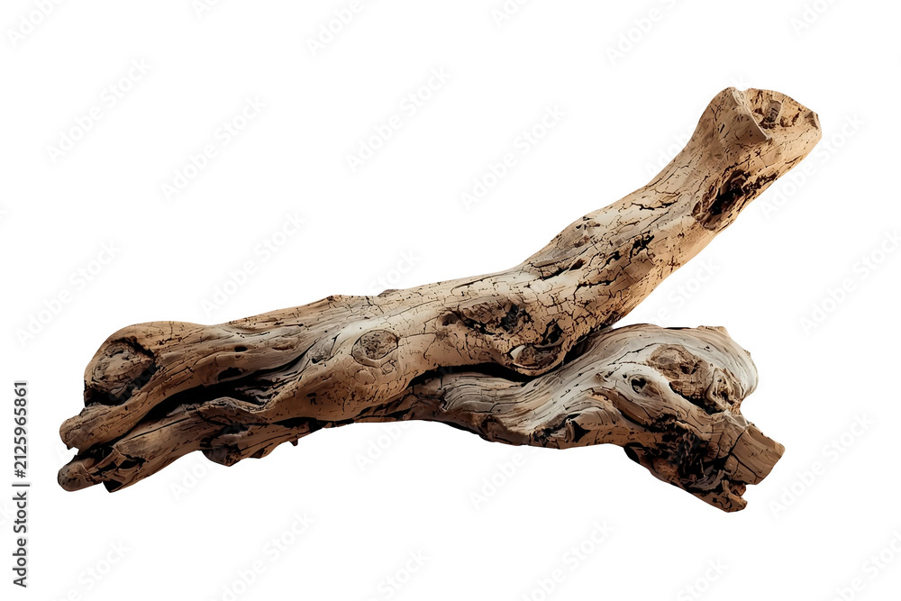 Fototapeta premium Weathered driftwood branch with multiple broken ends