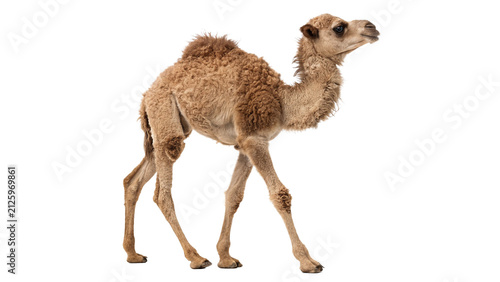 Фотография Wild brown dromedary camel standing walking profile fauna animal isolated on tra