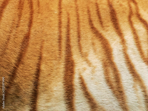 Fotografie An adult female butterscotch Bengal tiger (Panthera tigris tigris)