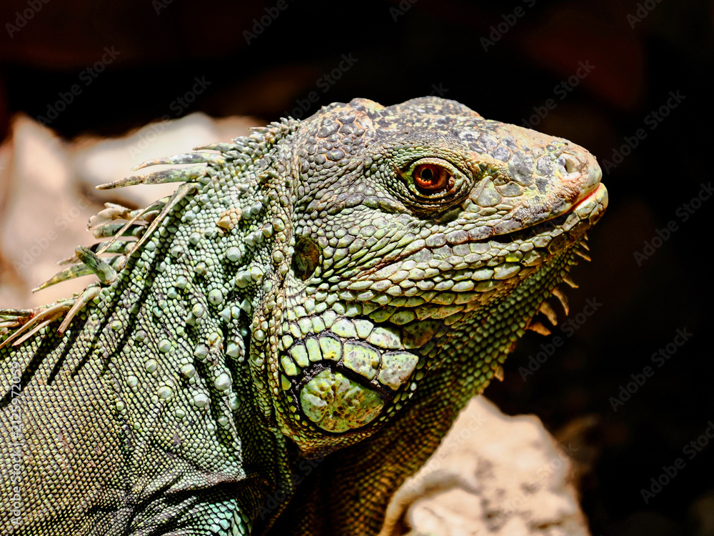 Fototapeta premium Iguana, a big lizard native to tropical areas of Mexico, Central America and the Caribbean.
