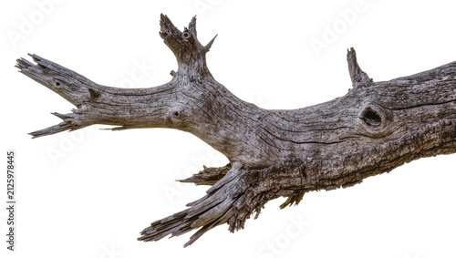Foto Gnarly weathered dead tree branch with rough texture, isolated on transparent ba