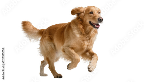 Bild auf Leinwand Golden retriever dog running with ears flapping, isolated on transparent backgro