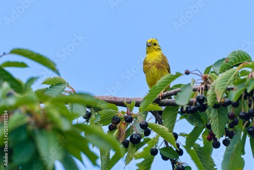 A male Yellowhammer sits on a on a wild cherry branch. Emberiza citrinella. Song bird in the nature habitat.