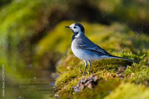 Motacilla alba. A white wagtail in the nature habitat.