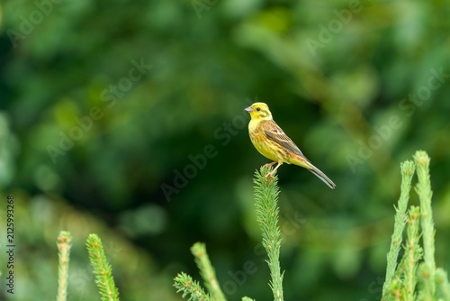 A male Yellowhammer sits on a spruce branch. Emberiza citrinella. Song bird in the nature habitat.