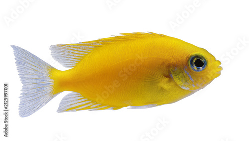 Foto Bright yellow tropical fish with blue-rimmed eye, isolated on transparent backgr