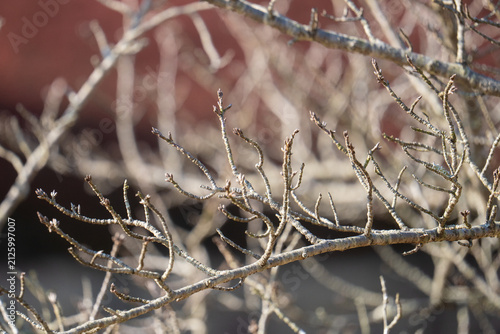 Close Up of Bare Winter Branches with New Buds