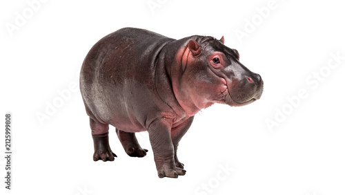 Photography Small wild baby hippo hippopotamus calf standing African safari animal isolated