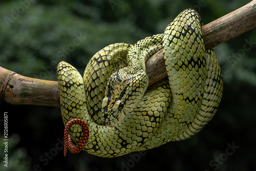 The Sumatran pit viper (Trimeresurus sumatranus) is a heavily-built, highly venomous arboreal snake native to the tropical rainforests of Southeast Asia.