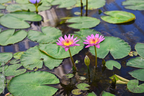 Fotografía 睡蓮の花