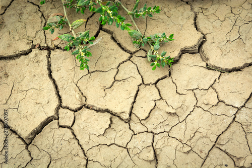 A green plant on cracked, dry earth
