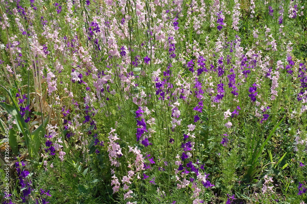 Obraz premium Pink and purple flowers of Siberian larkspur in June