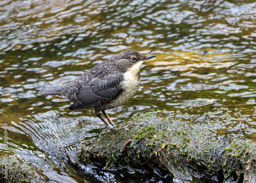 Dipper Juvenile on a moss covered rock