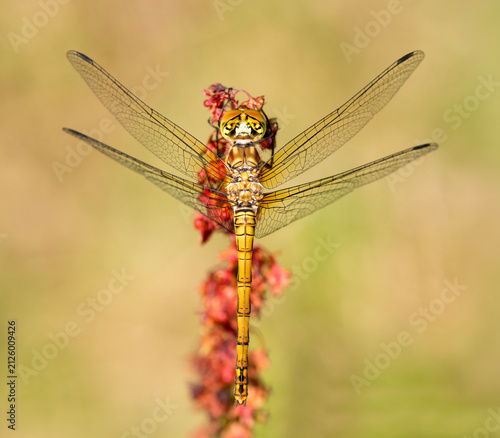 Obraz na plátně Common Darter dragonfly on a flower