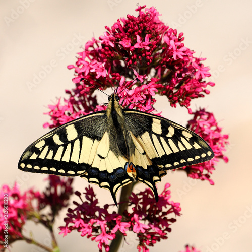 Close-up old world swallowtail butterfly (Papilio machaon) seen from above and gathering nectar on valerian flowers. Light beige background It is the type species of the genus Papilio 
