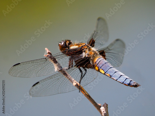  Macro male Broad-bodied chaser (Libellula depressa ) on a twig