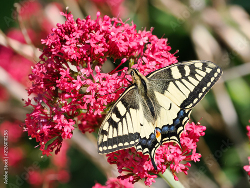Close-up old world swallowtail butterfly (Papilio machaon) seen from above and gathering nectar on valerian flowers. It is the type species of the genus Papilio 