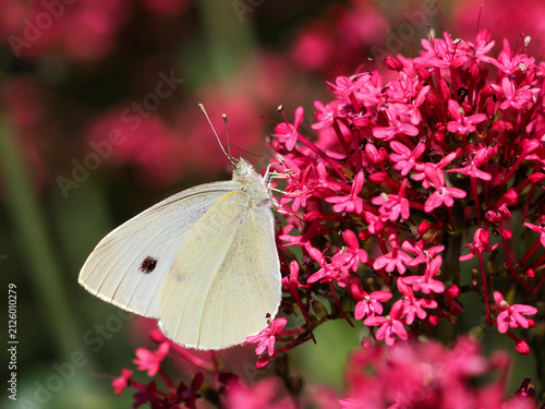 Large white butterfly (Pieris brassicae) feeding on red valeriane (Centranthus ruber) flower