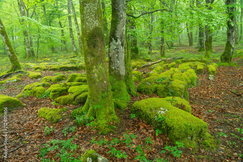 Moss-Covered Rocks and Trees in Monte Santiago Beech Forest, Burgos, Castilla y Leon, Spain