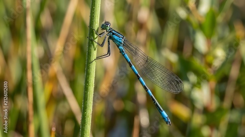 Blue damselfly resting on green grass stem. Vibrant dragonfly perched on wild plant in natural habitat.