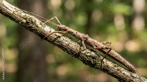 Brown stick insect camouflaged on tree branch. Phasmid blending into bark for natural survival and defense.