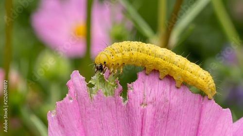 Yellow caterpillar feeding on pink wildflower petals. Close-up of insect consuming vibrant blossom outdoors.