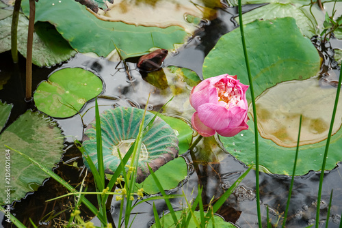 Foto Pink lotus flower blooming in a tranquil pond surrounded by lush green lily pads