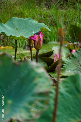Foto Pink water lily buds emerge from beneath large green leaves in a tranquil pond