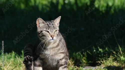 cat in the grass