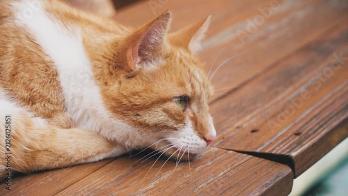 cat lying on the floor