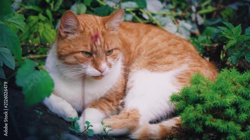 cat in the garden