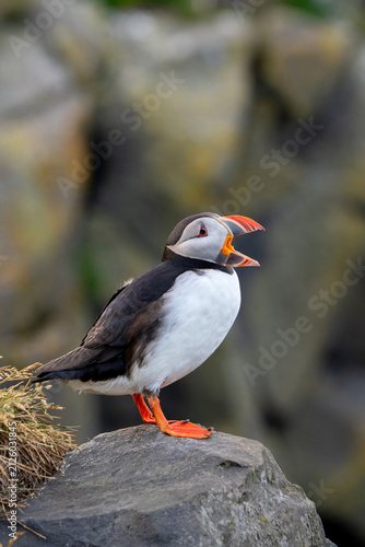 фотографія Atlantic puffin standing on a rock with its beak open или Funny common puffin squawking on a rocky cliffside, close-up