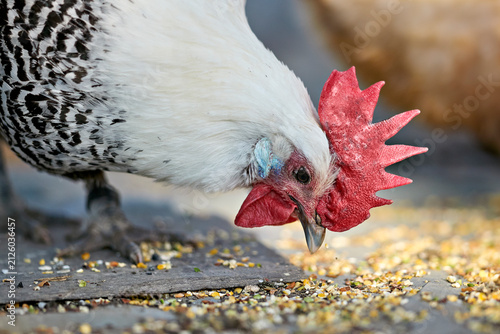 Foto Close-up of a white and black speckled chicken with a prominent red comb and wattle, actively pecking at scattered feed on the ground in a farm setting