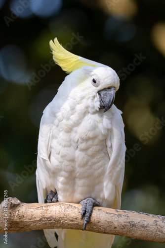 Sulphur-crested Cockatoo (Cacatua galerita)