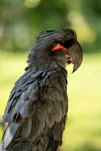 Palm Cockatoo (Probosciger aterrimus), Goliath Cockatoo