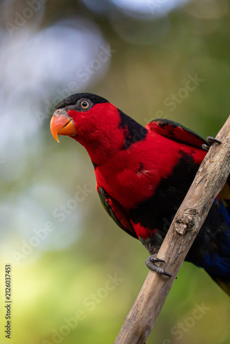 Lory parrot, black-capped Lory (Lorius lory)