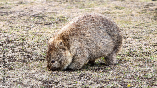 Wombat grazing on Maria Island in Tasmania