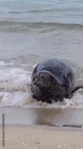 Harbor Seal Coming Out of Sea Water onto Beach