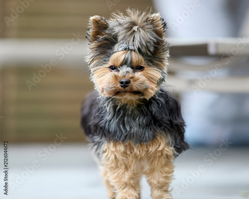 Fotografie A small, adorable Yorkshire Terrier stands confidently, looking directly at the camera with its distinctive topknot and a cute bow